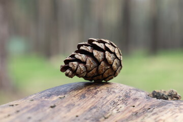 Pine cones in a sunny summer forest