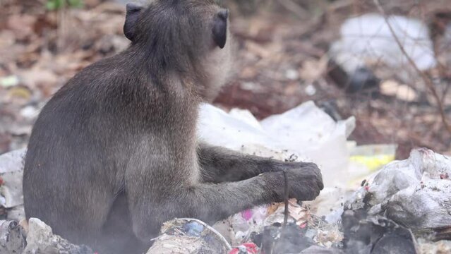 A macaque search food on a smoldering pile of garbage