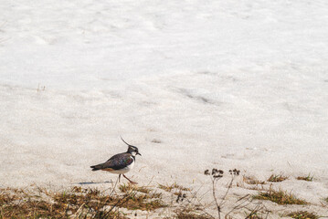 Northern lapwing  searching for food.