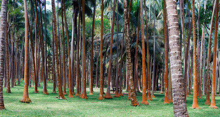 Eucalyptus forest on the island of Reunion, France