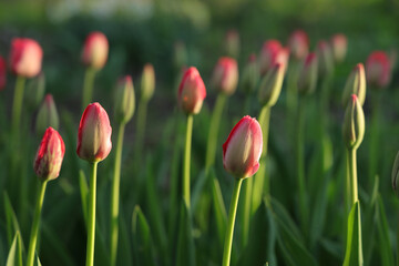Springtime red tulip flowers on natural spring background. Growing flower crops in soil.