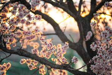 Beautiful Liberty Bridge with almond blossom in Budapest, Hungary