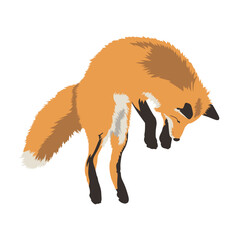 Realistic red fox in a jump vector illustration
