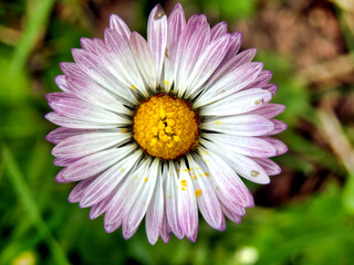 Fototapeta premium Close up of a newly opened daisy showing almost transparent petals with pink fringing 
