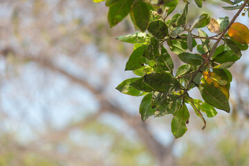 leaves on a tree