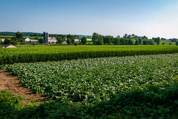 A View of Farmlands with Fields of Corn and Alfalfa, Barns and Silos on a Sunny Summer Day