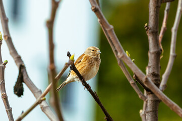 Small Passerine Bird. Common linnet, linaria cannabina, female sitting on thin twig in spring nature. Finch family, Fringillidae