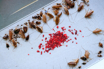 cockroach bait lured many big and small cockroaches into the sticky trap, insect control at home, many cockroaches caught in the sticky trap