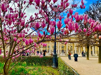Magnolia flowers in bloom in the park of Palais Royal in central Paris