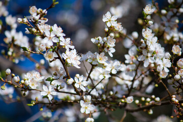 Prunus cerasifera blooms in spring.