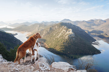 two dogs stands in the mountains on bay and looks at the river. Nova Scotia duck retriever and Jack...