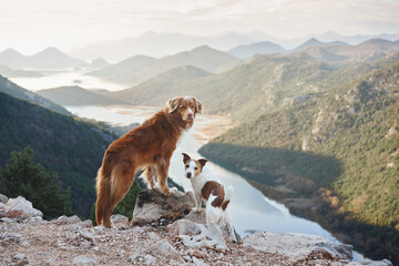 two dogs stands in the mountains on bay and looks at the river. Nova Scotia duck retriever and Jack Russell Terrier in nature, on a journey. Hiking with a pet