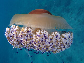 Cotylorhiza tuberculata - mediteranska meduza - Mediterranian jellyfish