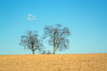 Krajobraz dwa drzewa na horyzoncie na tle niebieskiego nieba z jedną chmurą.	
 - obrazy, fototapety, plakaty