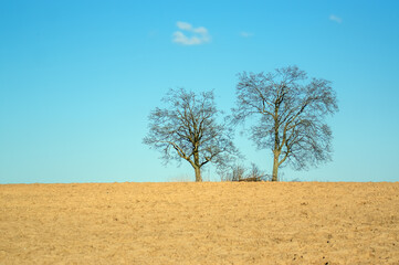 Krajobraz dwa drzewa na horyzoncie na tle niebieskiego nieba z jedną chmurą. - obrazy, fototapety, plakaty