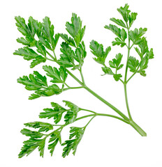 Green leaves of parsley isolated on white, top view