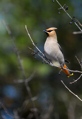 Bohemian Waxwing foraging on berries in early spring on green background