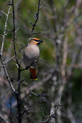 Bohemian Waxwing foraging on berries in early spring on green background
