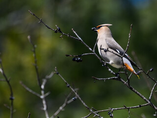 Bohemian Waxwing foraging on berries in early spring on green background