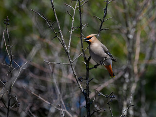 Bohemian Waxwing foraging on berries in early spring on green background