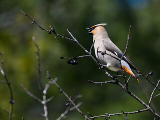 Bohemian Waxwing foraging on berries in early spring on green background
