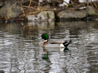 Hybrid of mallard and pintail swimming on the pond in early Spring