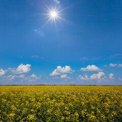 Obraz premium wide yellow rape field at hot summer sunny day
