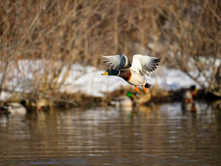 Male mallard landing on pond in early Spring