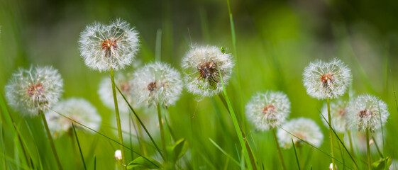 closeup heap of white dandelion flowers in green grass, summer wild flowers background