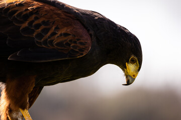 Harris Hawk - close up bird of prey portrait 