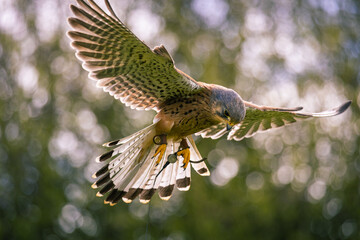Kestrel bird of prey in mid flight 