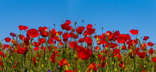 Obraz premium closeup heap of red poppy flowers on blue sky background, summer outdoor scene