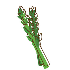 vegetables Asparagus