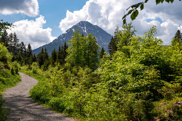 Path through the forest with view to the Thaneller mountain on a sunny day, Rette, Austria