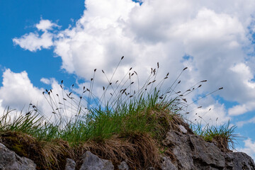 Grasses on natural stone wall against blue sky with white clouds
