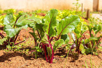 Beetroot plantation in vegetable garden in Brazil