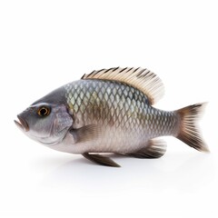 fish isolated on white