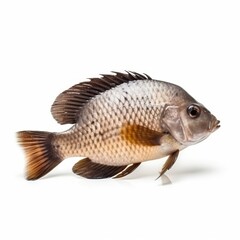 fish isolated on white background