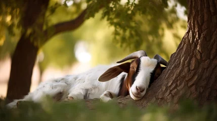 Deurstickers Sleepy Boer Goat Resting © Emojibb.Family
