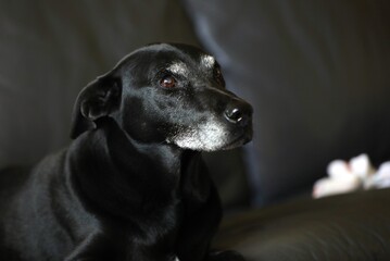Close-up portrait of a beloved handsome mostly whippet dog