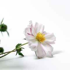 Obraz na płótnie Canvas white chrysanthemum flower isolated