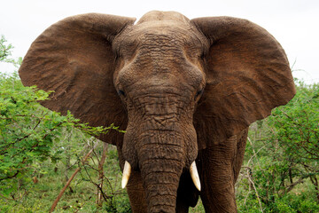 Elephant on alert, Umfolozi National Park, South Africa