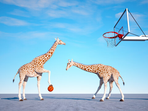Two giraffes playing basketball. Sport concept.