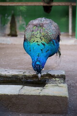 A beautiful peacock in captivity