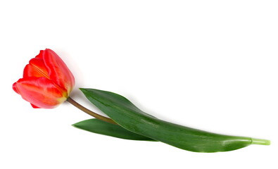 Red tulip isolated on white, top view 