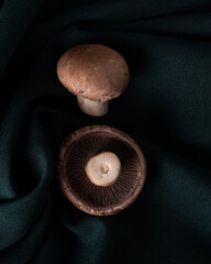 mushroom 4
