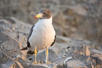 Obraz premium Seagul in sunset standing up in a rock Lima Peru