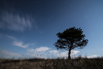 Fototapeta na wymiar Single tree at night, and skys, long exposure. 