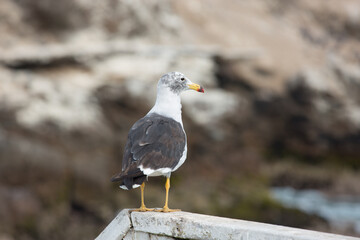 seagull on the beach Lima peru