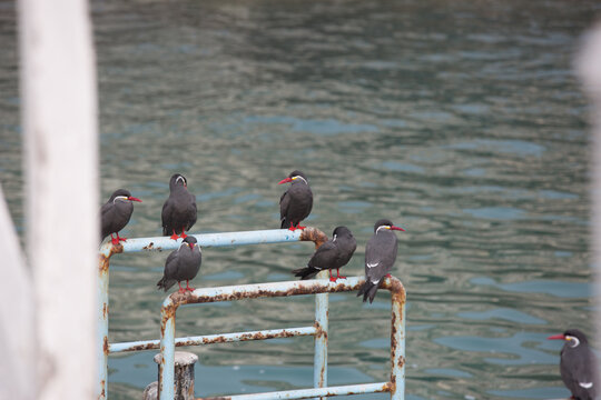 black headed gull pinzones in a pier charron inca
